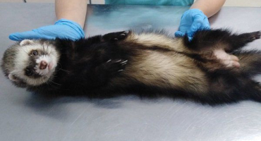 Kastrace fretek: co to je a jak ji správně provádět?